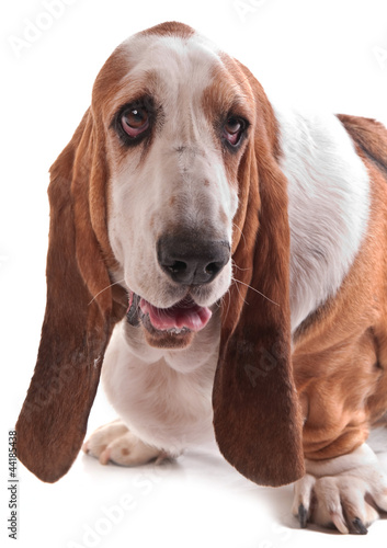 portrait d'un basset hound