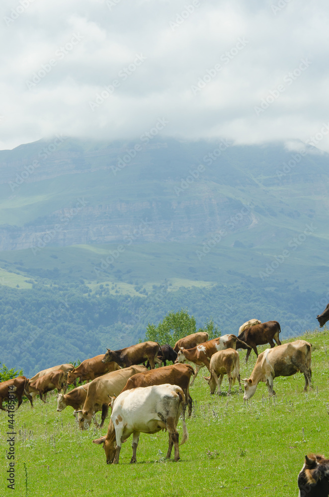Naklejka premium Cows grazing on the green field