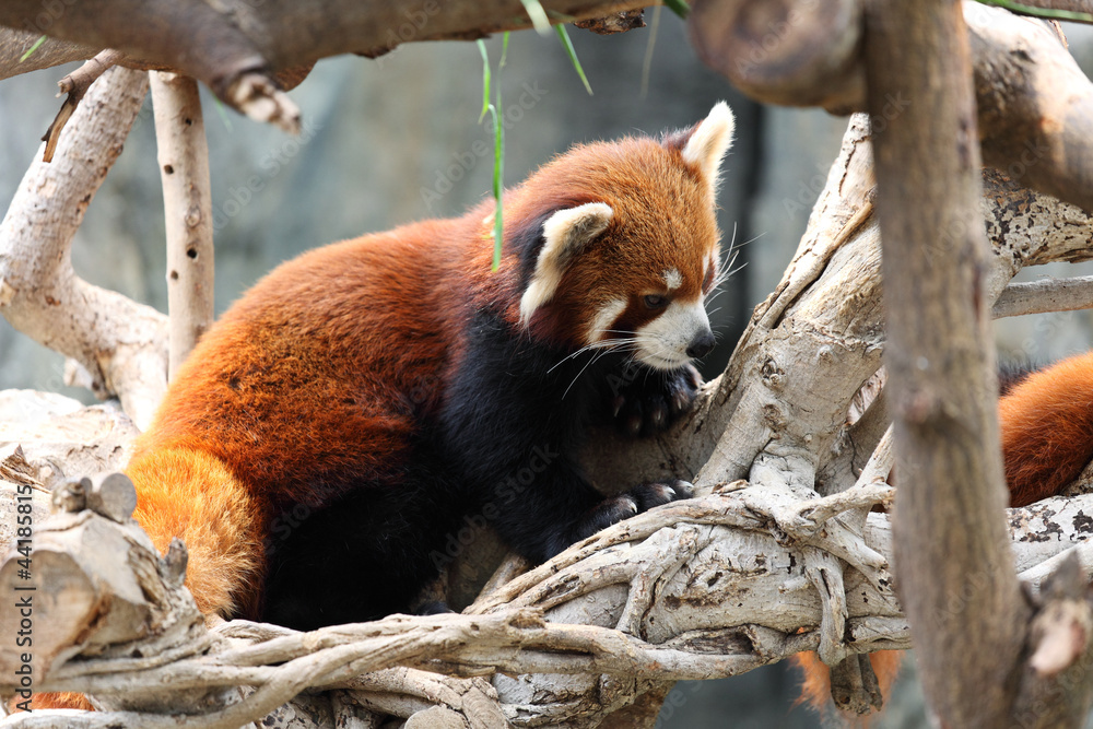 Fototapeta premium red panda