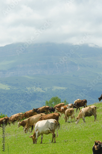 Fototapeta Naklejka Na Ścianę i Meble -  Cows grazing on the green field