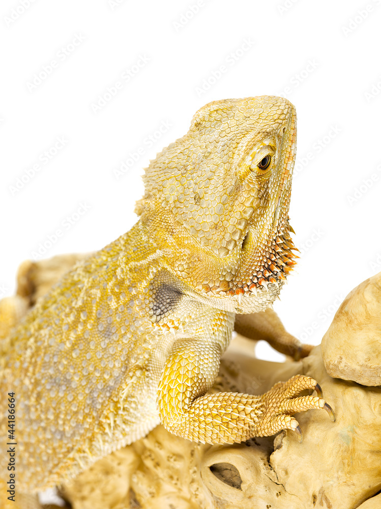 Obraz premium bearded dragon lizard