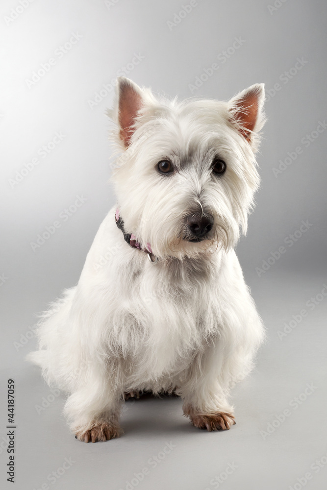 a portrait of white puppy a portrait of white puppy