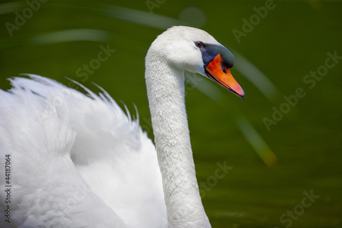 Fototapeta Naklejka Na Ścianę i Meble -  A Swan Swimming