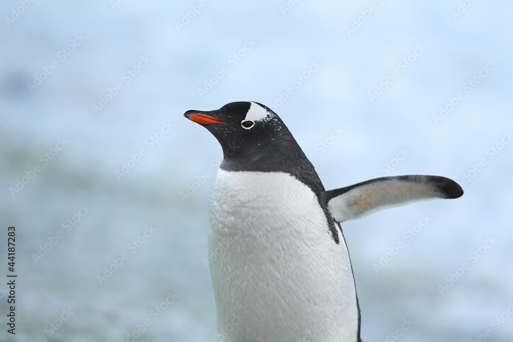 Obraz premium close up image a gentoo penguin