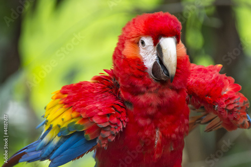 colorful parrot