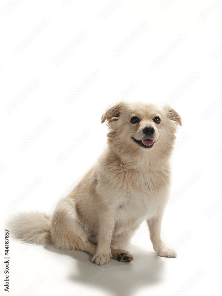 dog sitting patiently