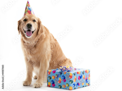 Dog with Birthday present © rusugrig
