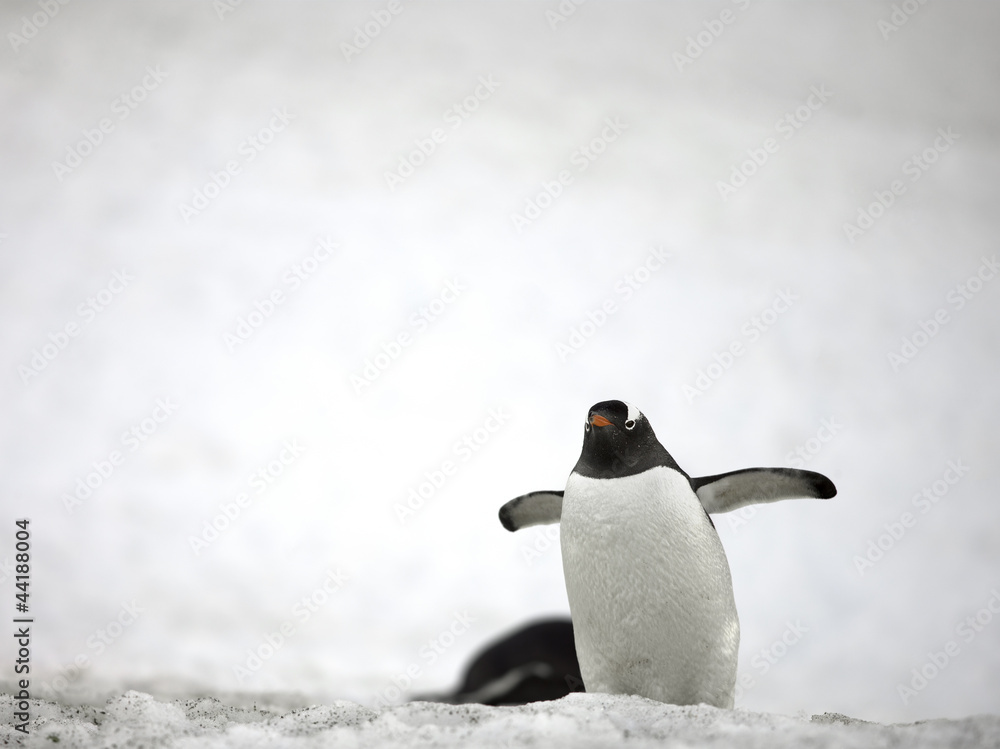 Fototapeta premium gentoo penguin