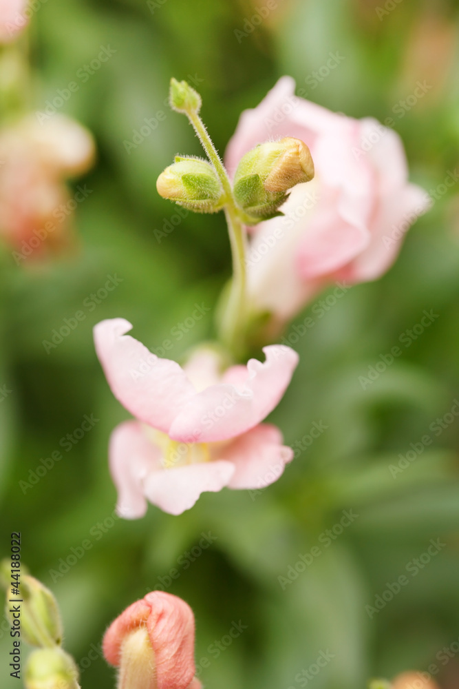 Obraz premium Snapdragon flowers