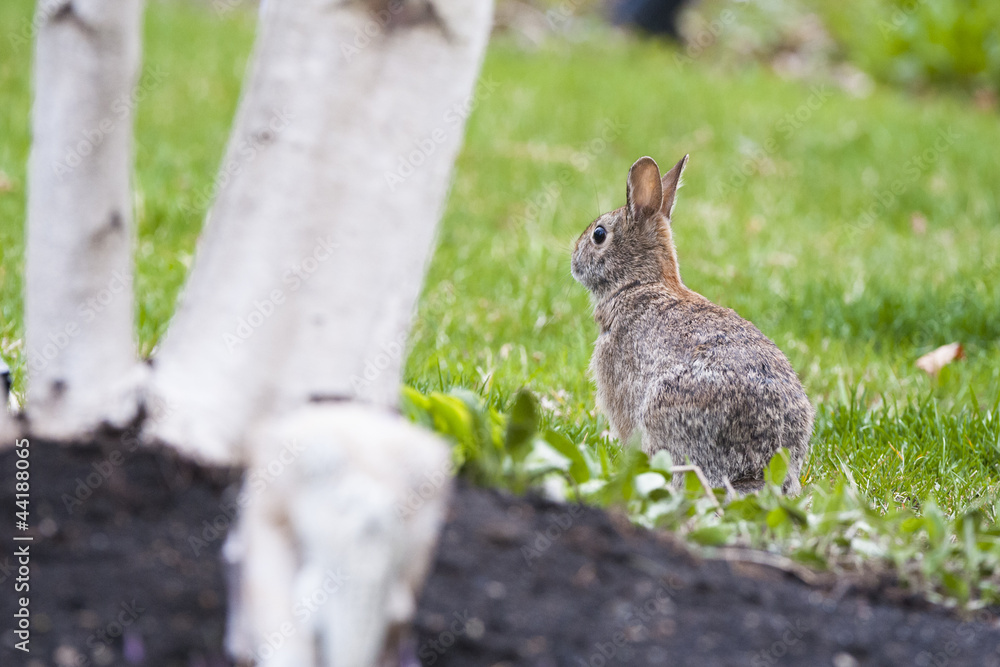 Fototapeta premium gray rabbit