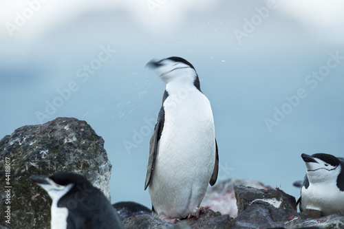 gentoo penguin standing on a rock