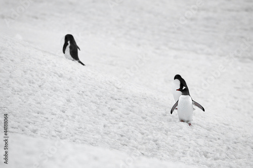 gentoo penguins in snow