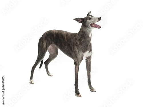 Fototapeta Naklejka Na Ścianę i Meble -  greyhound