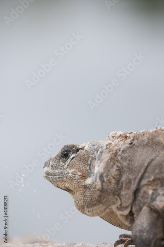 head of a mature iguana