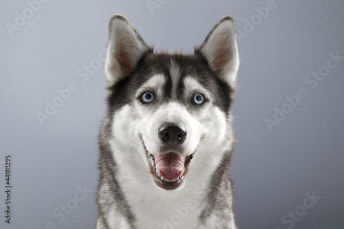 husky with a happy face