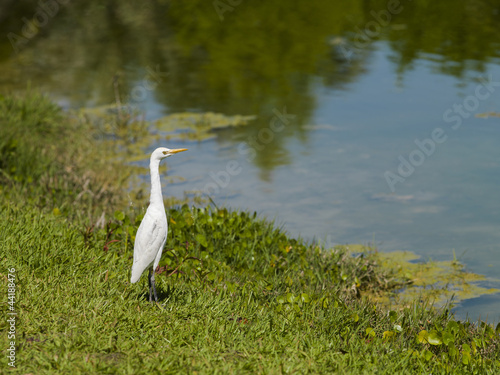 Photos little egret