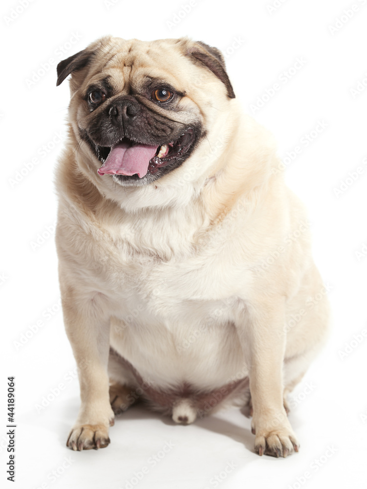 Sitting Pug