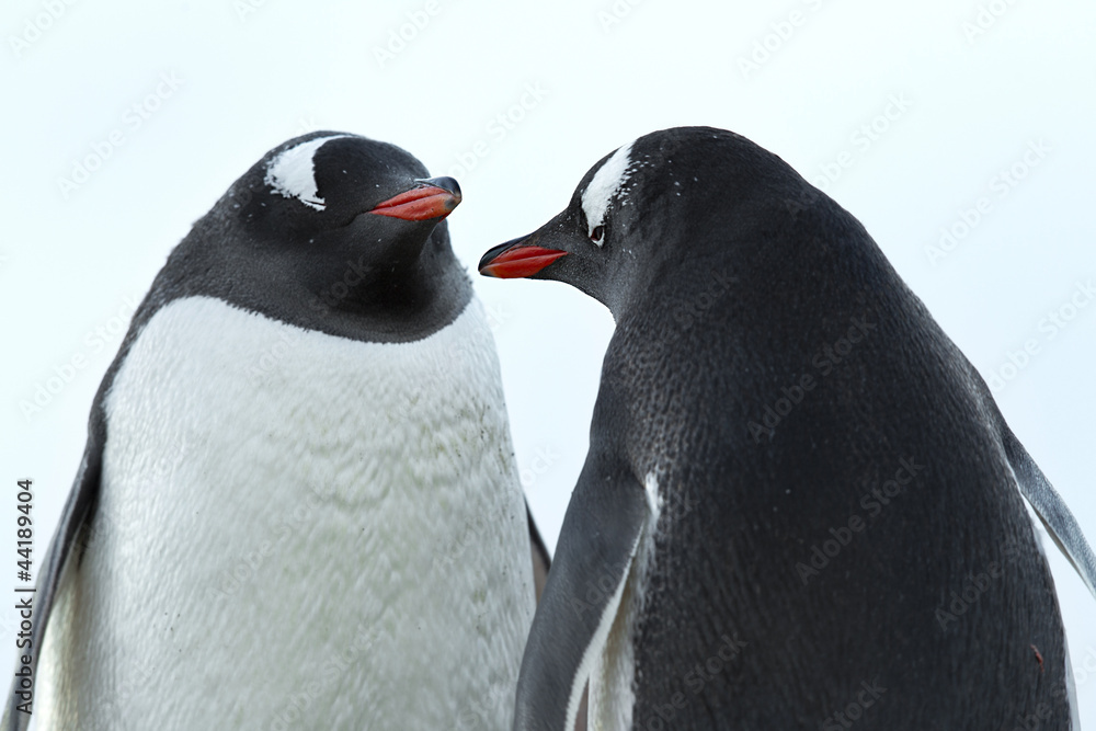 Obraz premium two penguins