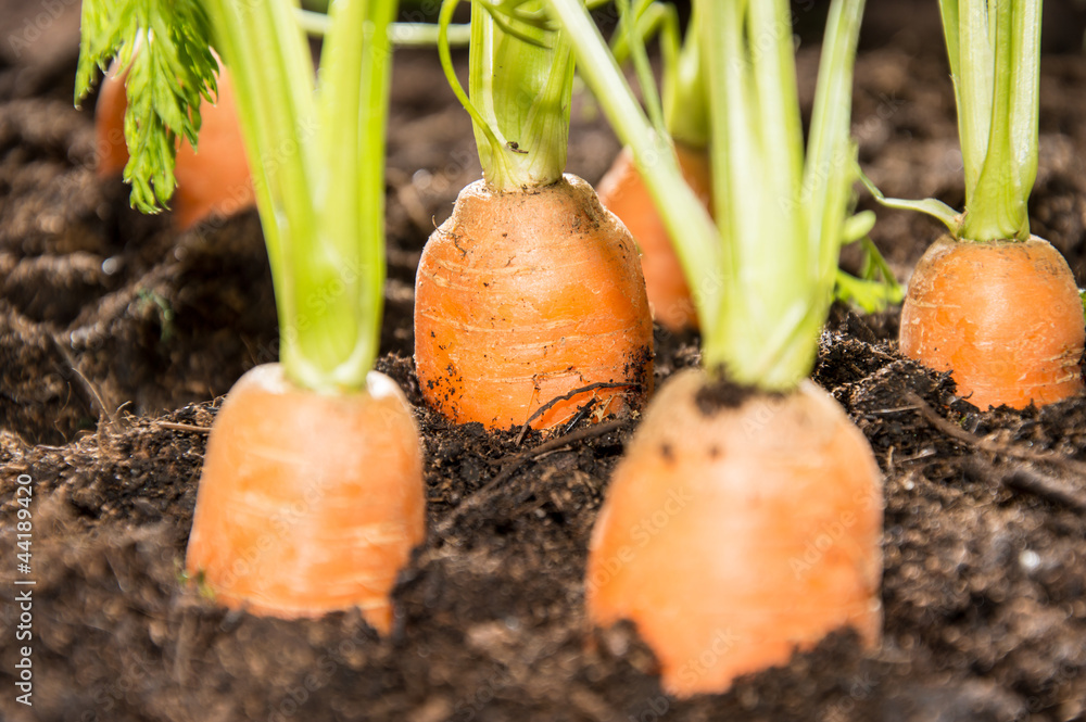 Some Carrots in the dirt Some Carrots in the dirt