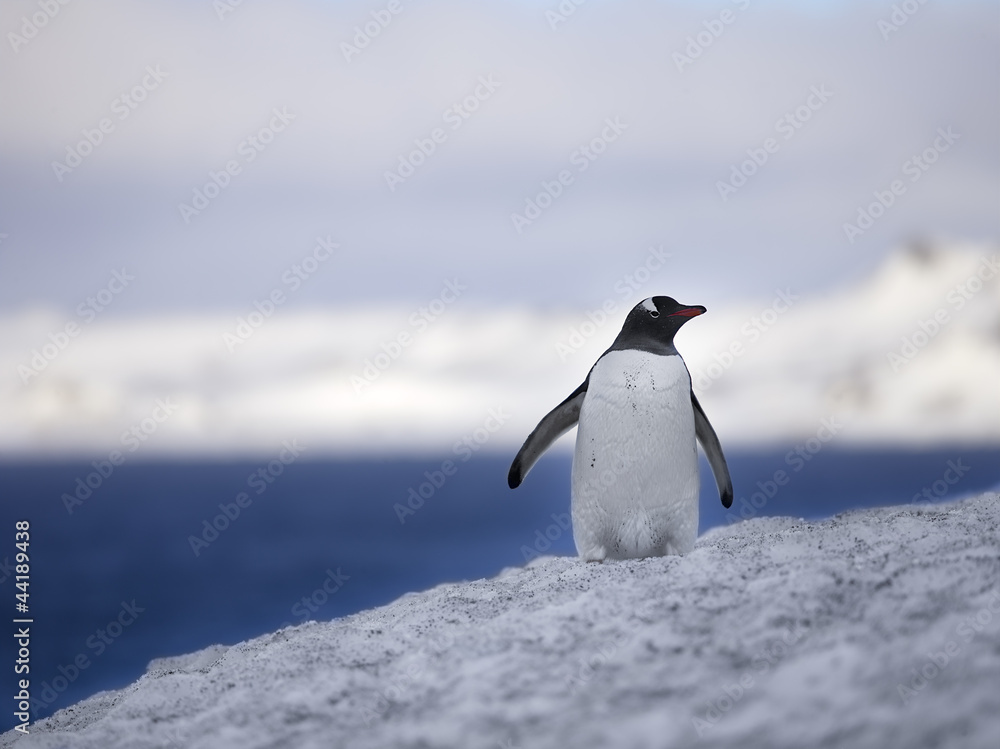Obraz premium view of a penguin on snow