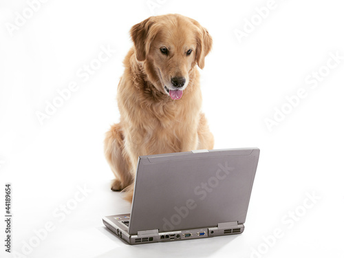Fototapeta Naklejka Na Ścianę i Meble -  working golden retriever