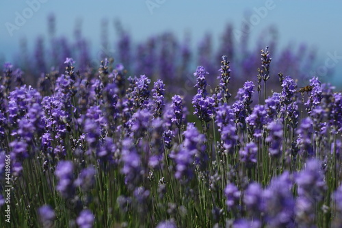 lavender