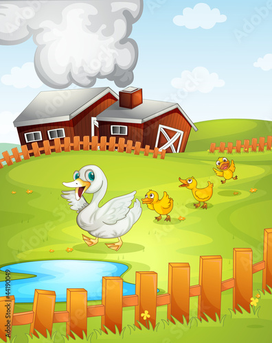 ducks