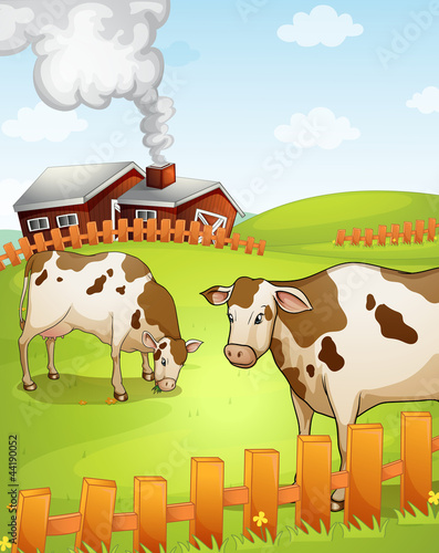 cows