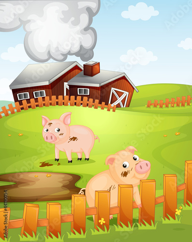 pigs
