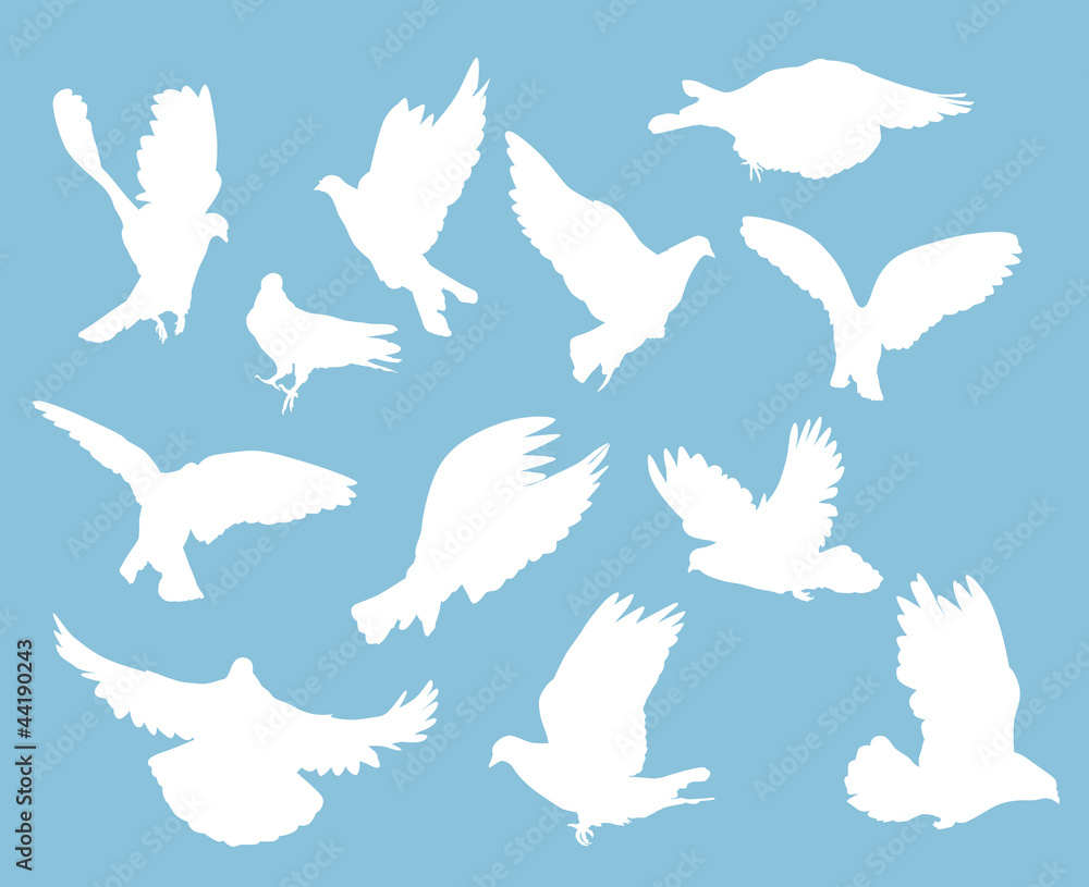 set of white pigeons on light blue set of white pigeons on light blue