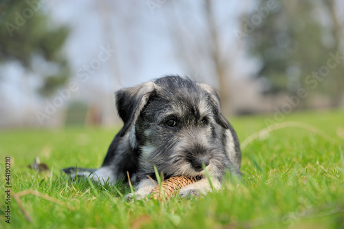 Mittelschnauzer