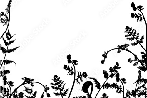 black fern half frame isolated on white