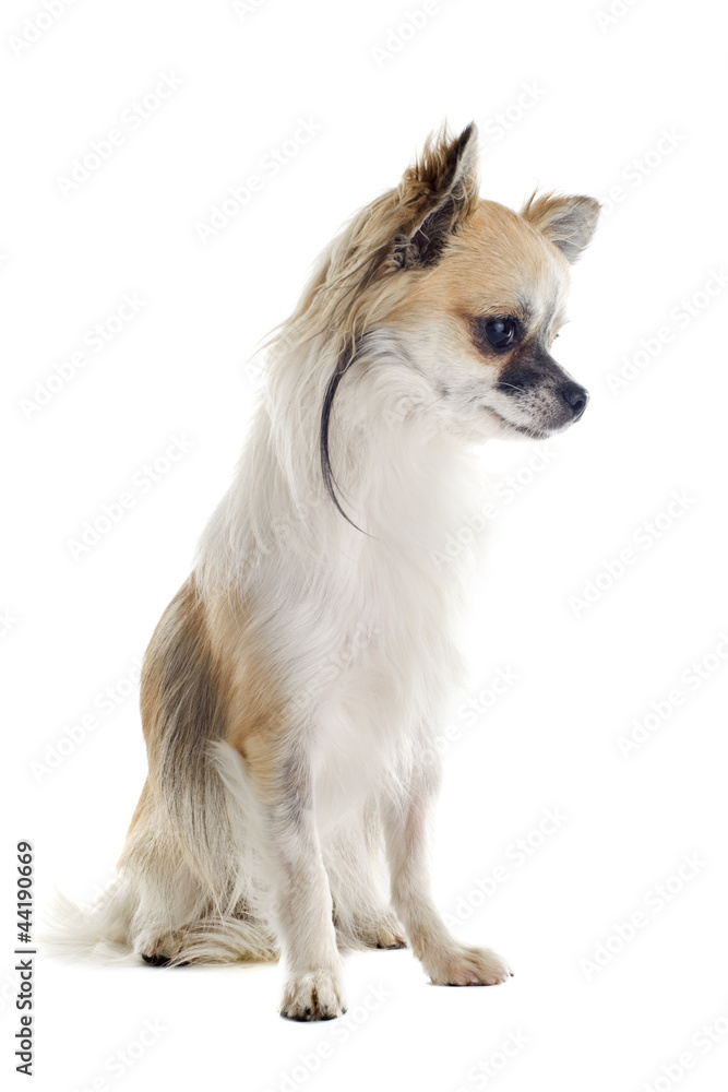 chihuahua chihuahua