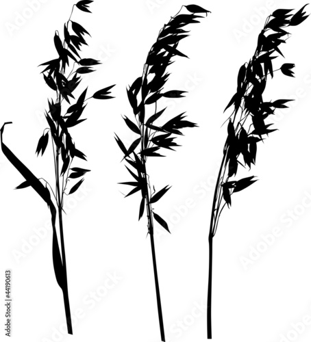 three oat ears silhouettes on white