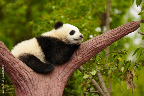 Fototapeta Naklejka Na Ścianę i Meble -  Sleeping giant panda baby