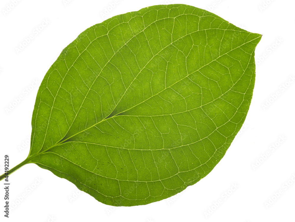 Obraz premium translucent leaf