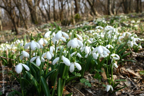 snowdrop