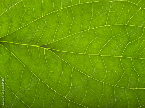 green macro leaf