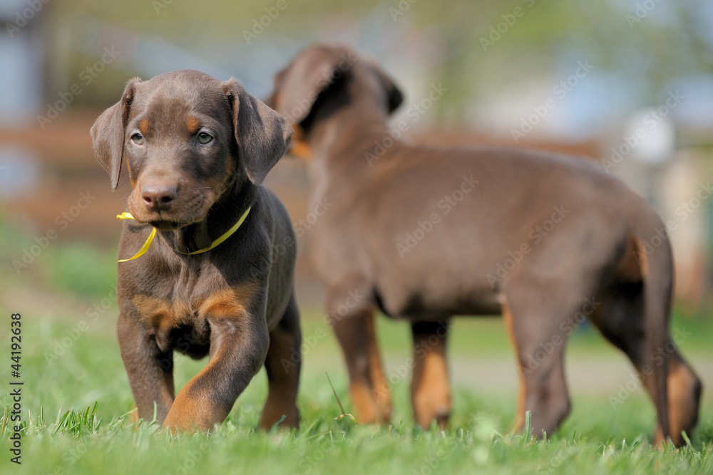 Dobermann Dobermann