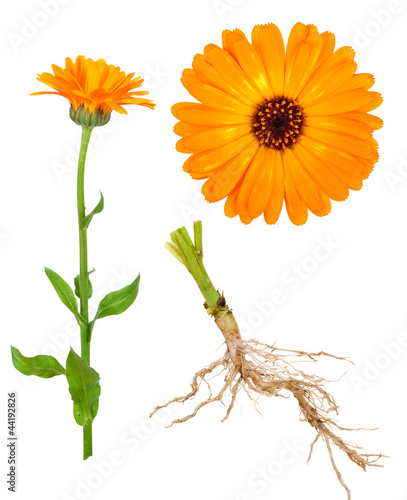 Medicinal plant. Calendula