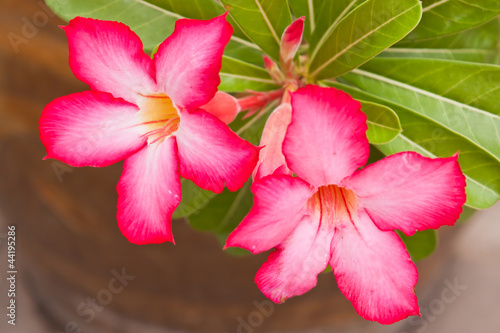 Pink flower photo