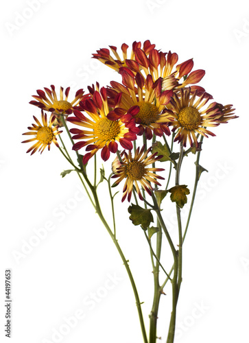 chrysanthemum isolated on white background