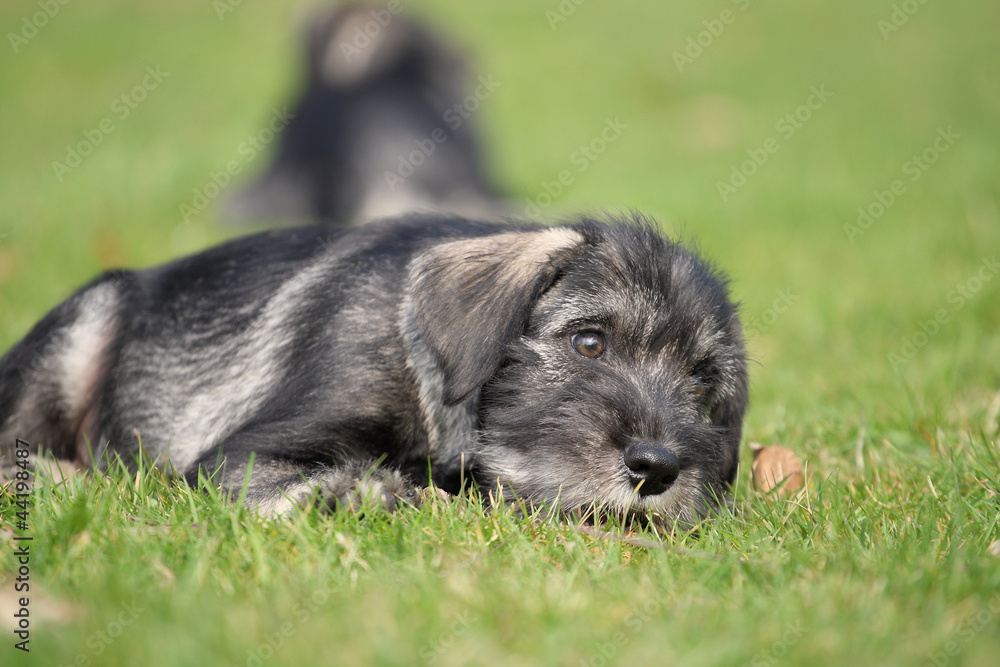 Im Gras liegend Im Gras liegend