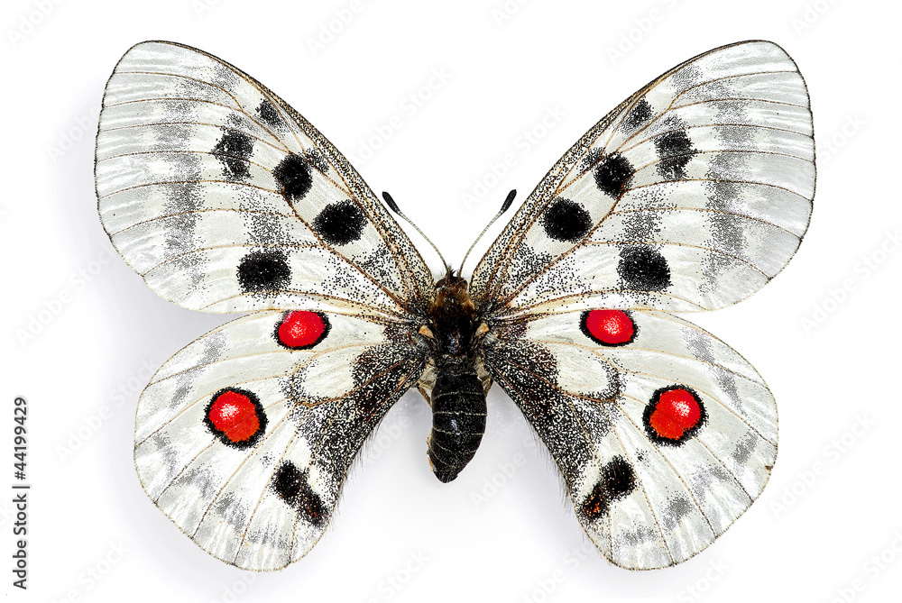 Fototapeta premium Parnassius apollo