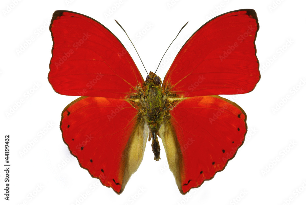 Naklejka premium red butterfly (Cymothoe sangaris)