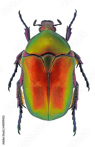 Protaetia cuprea flower beetle isolated on white
