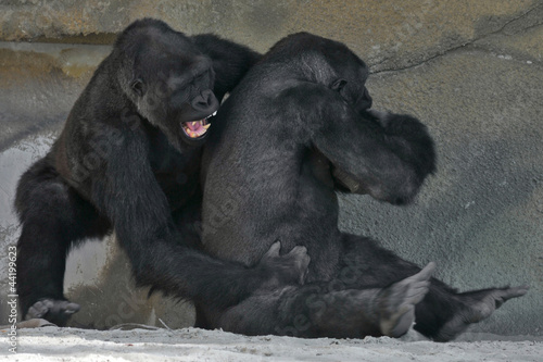 gorilla fight