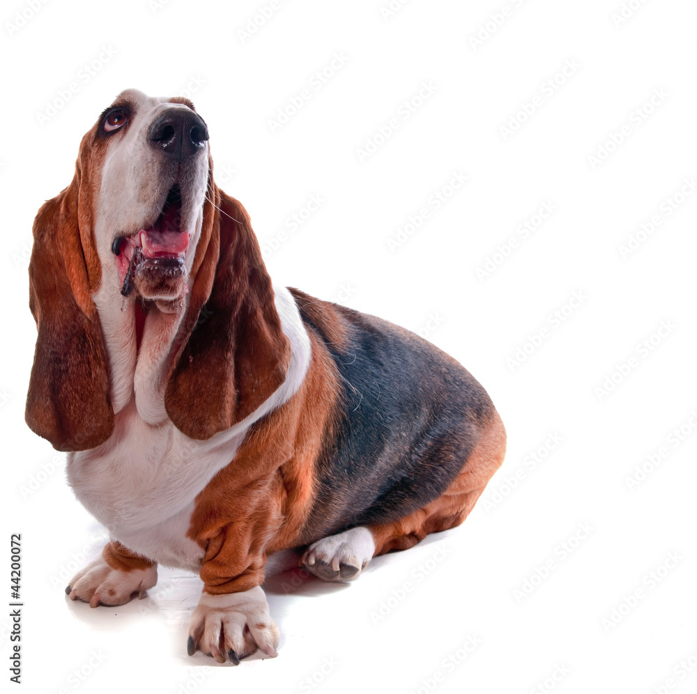 Portrait basset hound Portrait basset hound