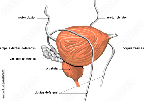 vesica urinaria