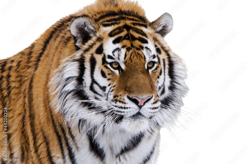 Naklejka premium Siberian tiger